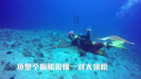 小猫钓鱼正版下载中文版